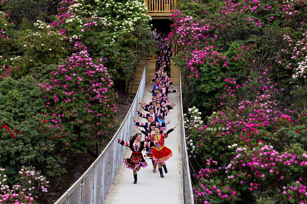 【贵州双卧】3月22日/3月28日/4月8日/4月15日 走进世界天然大花园：贵州毕节百里杜鹃-黄果树大瀑布-镇远古镇-下司古镇-梵净山-荔波大小七孔-西江千户苗寨，花海奇观双卧10日游<3680元起   65岁以上3180元起>