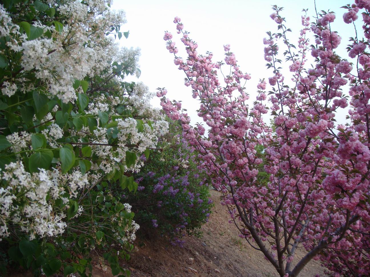 调整大小 DSC05173