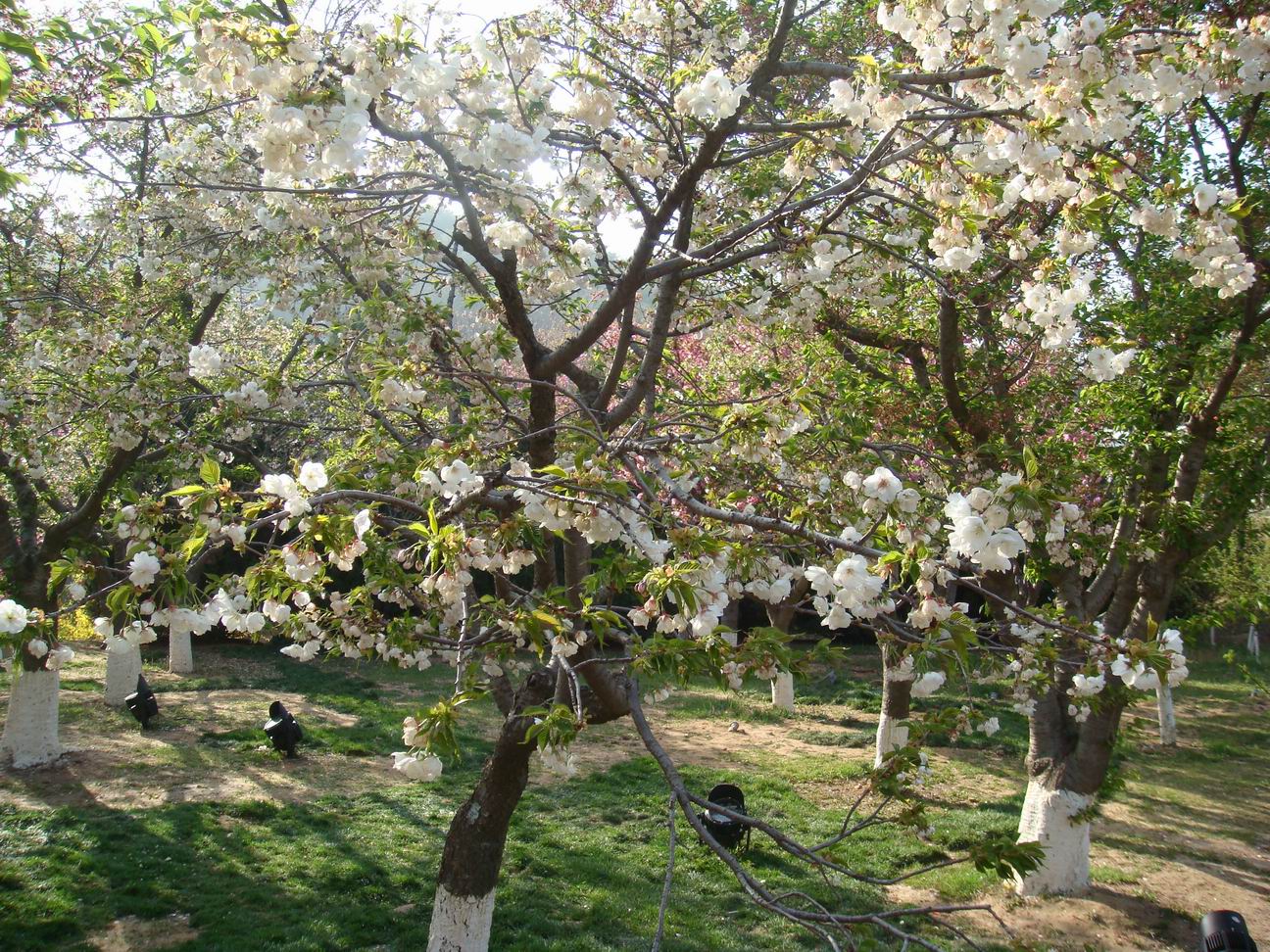 调整大小 DSC05093