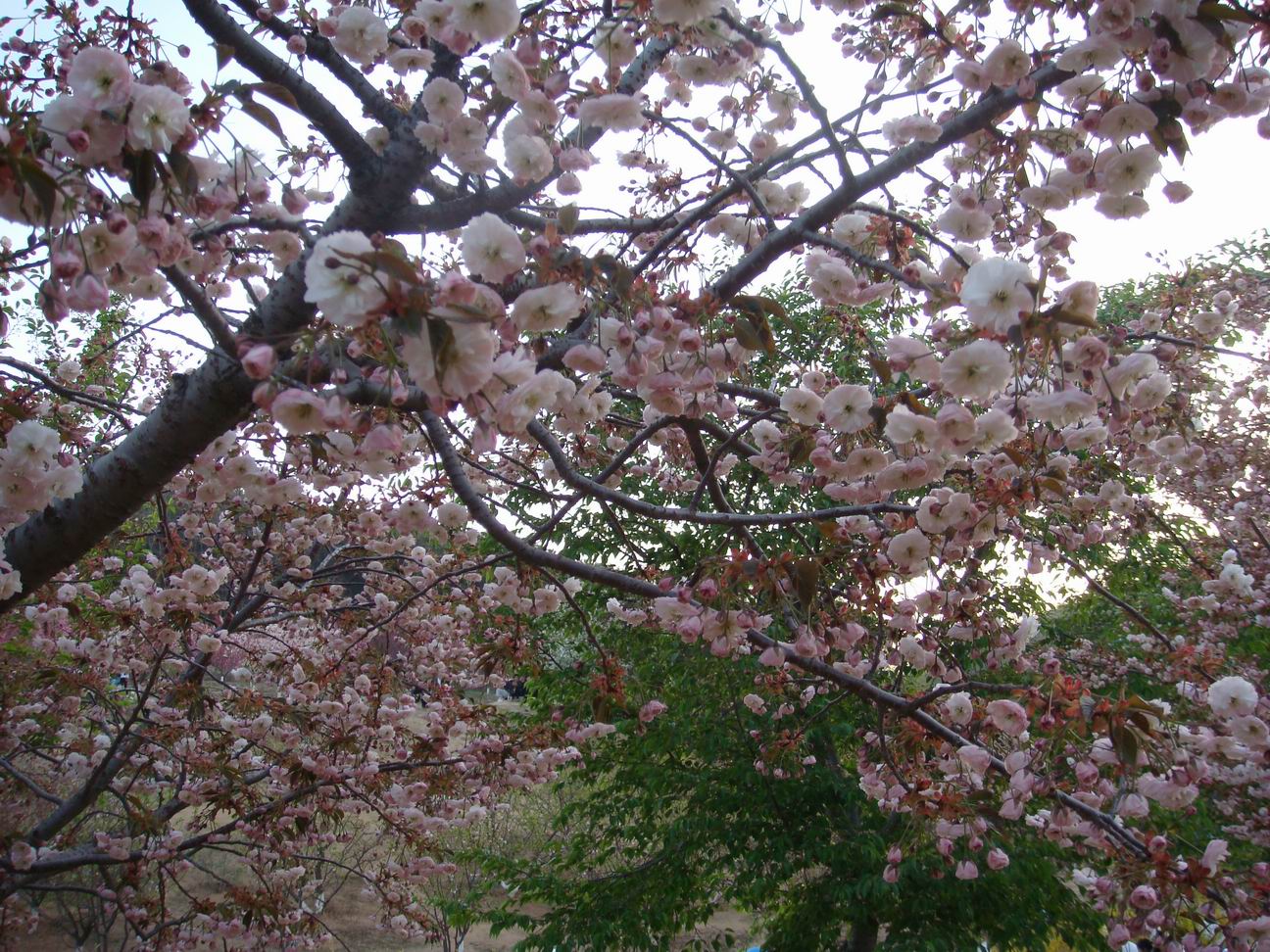 调整大小 DSC05165