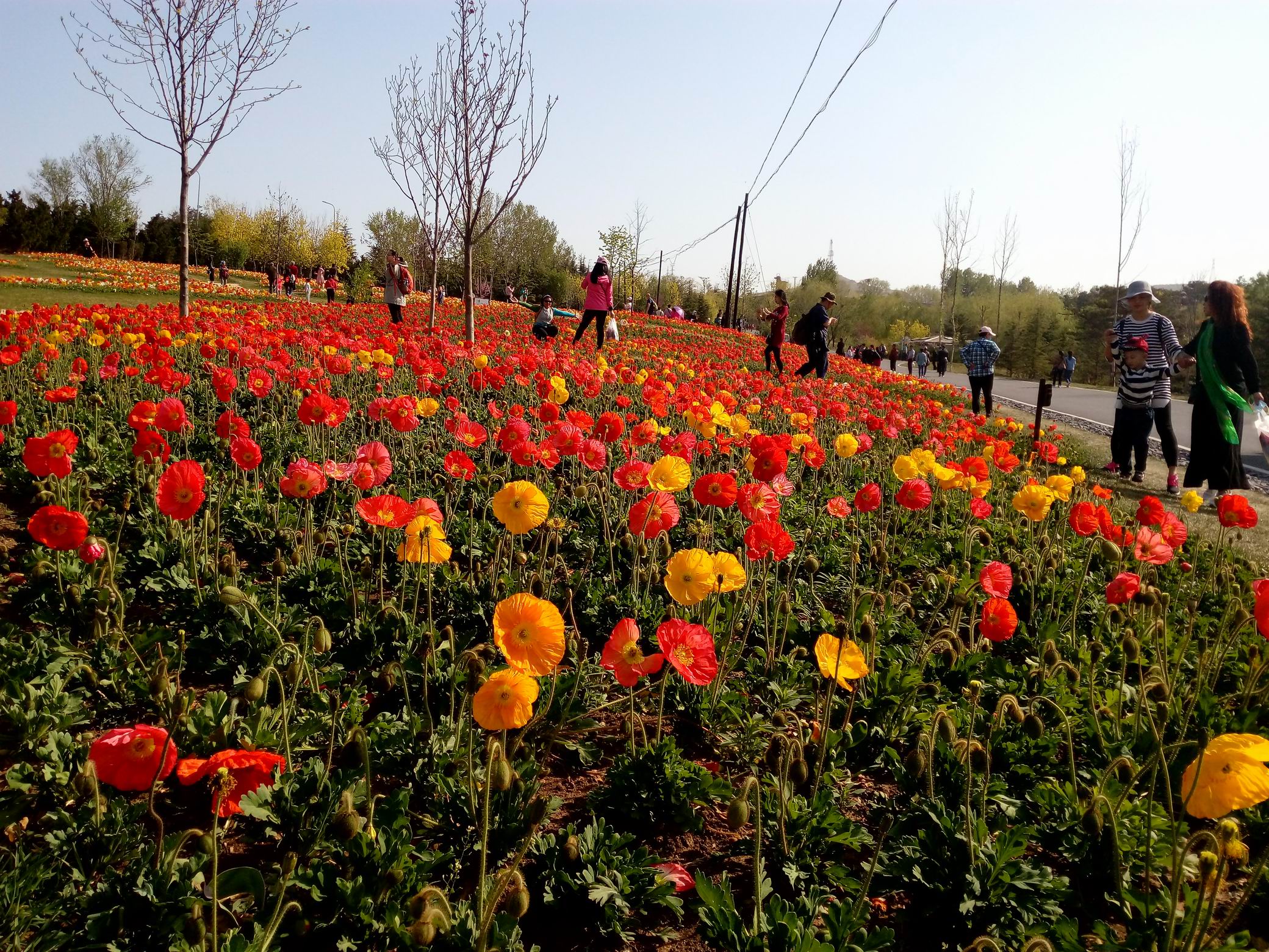 调整大小 IMG_20170430_081702