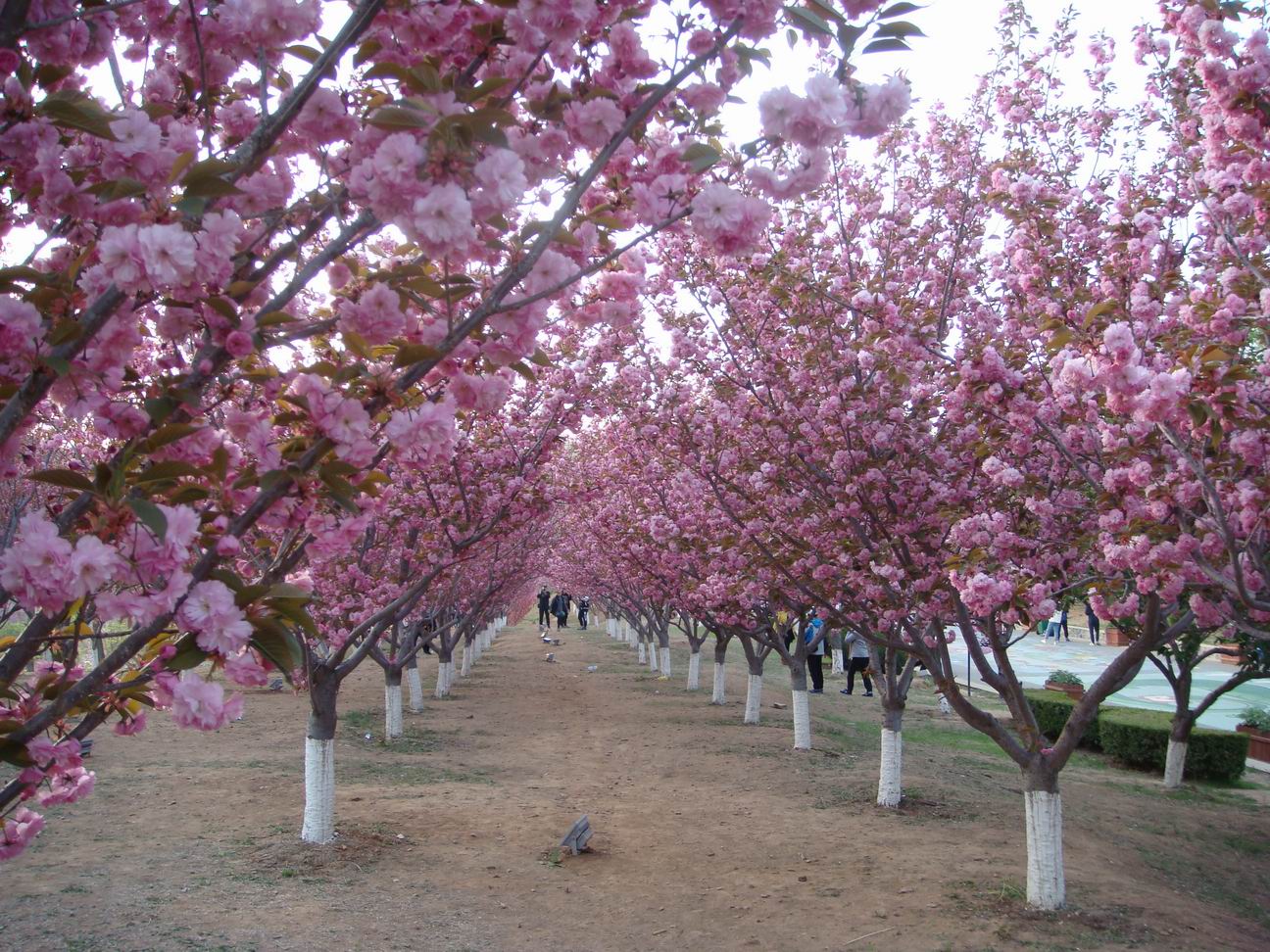 调整大小 DSC05144