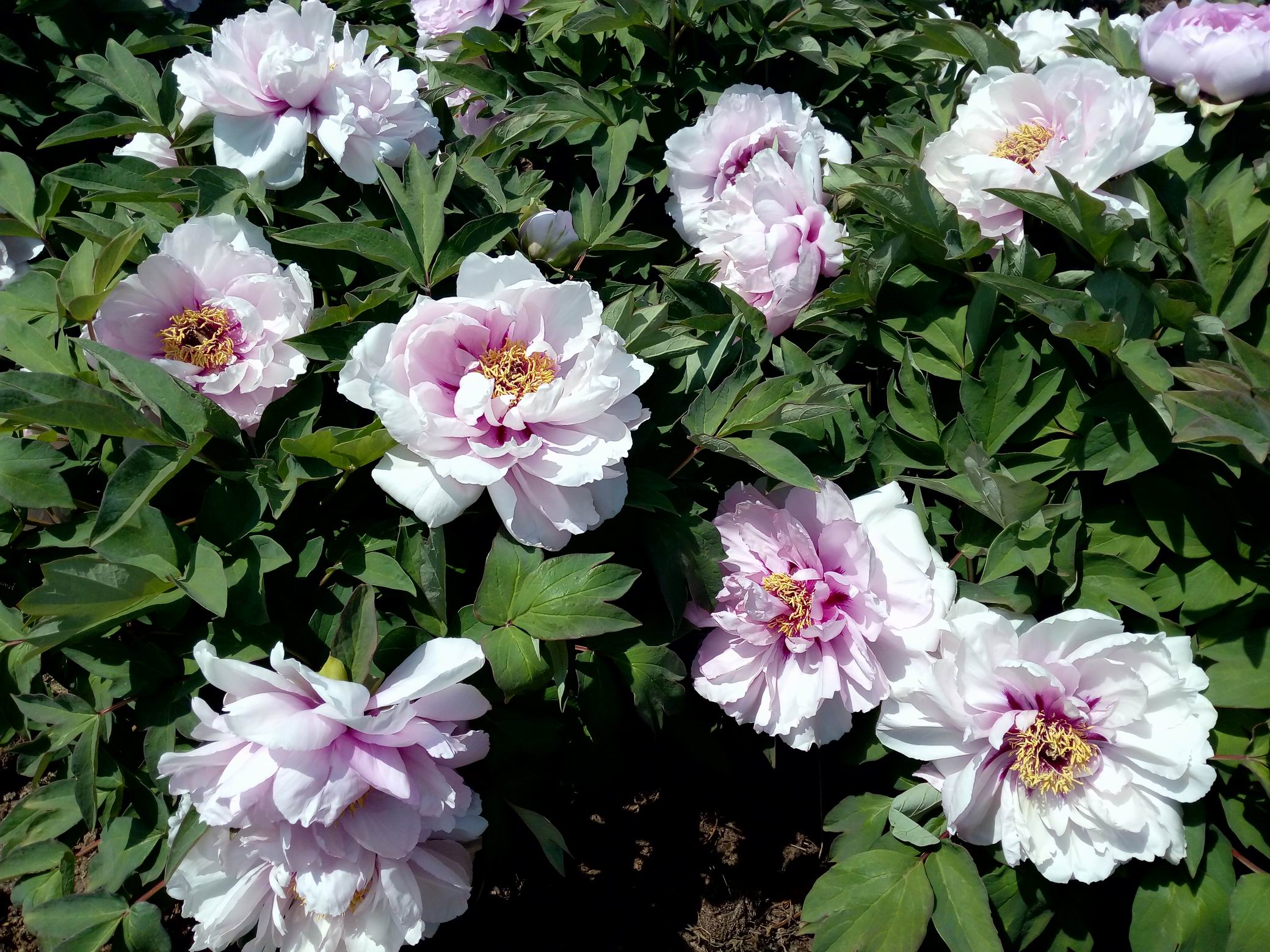 调整大小 IMG_20170430_104059