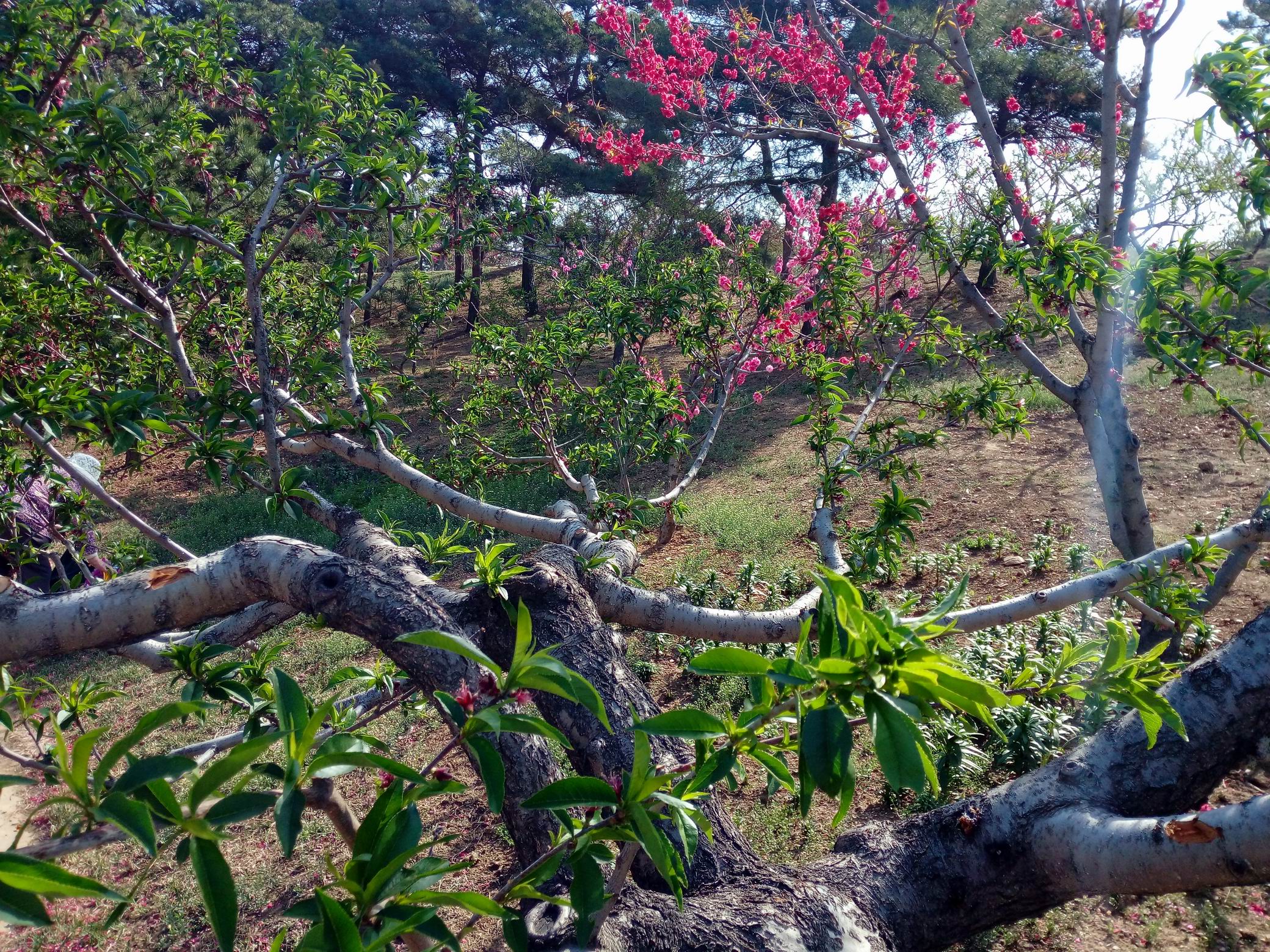 调整大小 IMG_20170430_090121