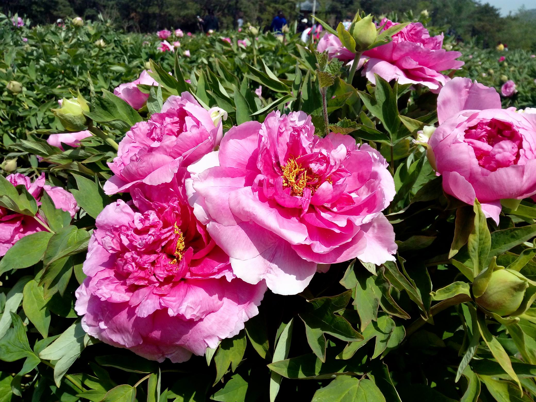 调整大小 IMG_20170430_104412