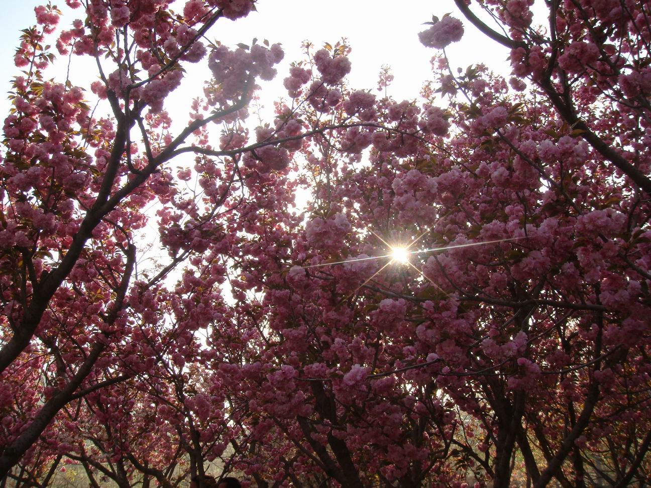 调整大小 DSC05114