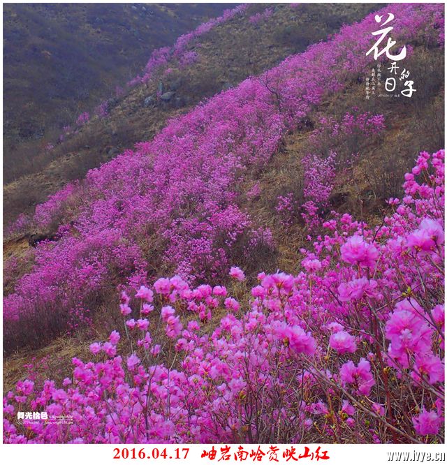 194305iv6bdafahmajzaba