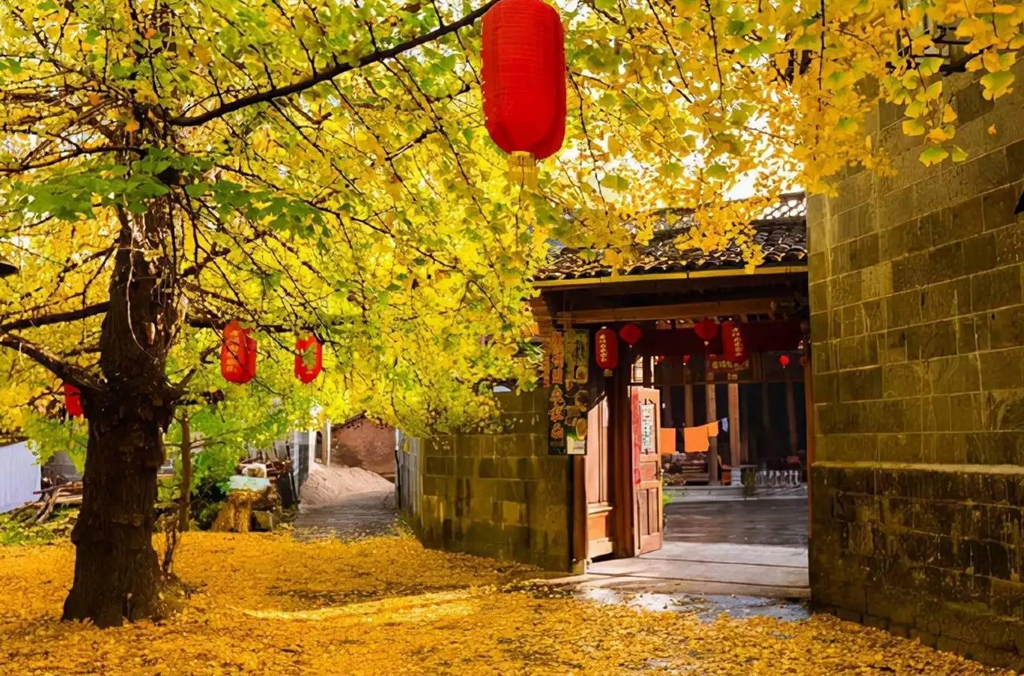 【滇西秋韵】12月5日  云南 大理古城-双廊古镇-南涧冬樱花-腾冲-银杏村-热海温泉-火山公园-和顺古镇-芒市-瑞丽-一国两寨-怒江第一湾-怒江大峡谷-雾里村-秋那桶-丙中洛-滇藏公路滇藏界-10日双飞 <昆明起止   3880元>