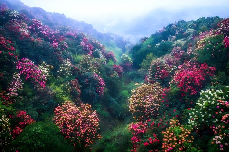 【贵州经典-双卧】4月6日 走世界天然大花园  贵州 毕节百里杜鹃--黄果树大瀑布-镇远古镇-下司古镇-梵净山-荔波小七孔-西江千户苗寨-织金洞-王若飞故居-深河桥抗战遗址  双卧10日游<盘锦起止 3380元 >