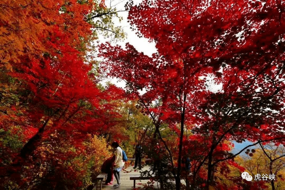虎谷峡