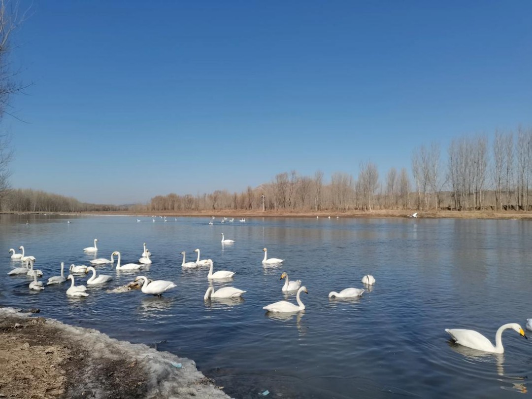 天鹅湾(2) 天鹅湾(2)