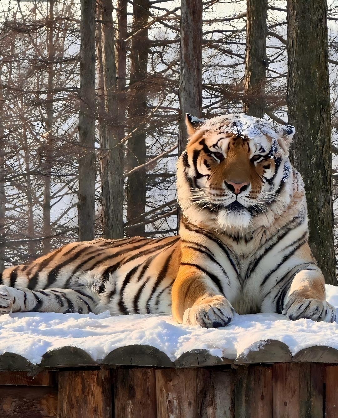 东北虎林园 东北虎林园